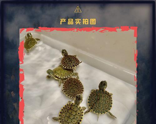 缅甸孔雀龟饲养全指南（详细介绍如何饲养健康的孔雀龟）