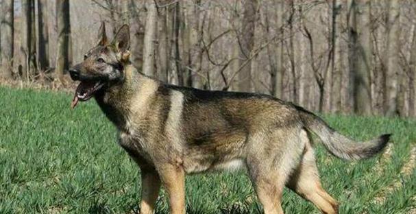 如何正确饲养中国昆明犬（细节决定成败，从宠物生活起步）