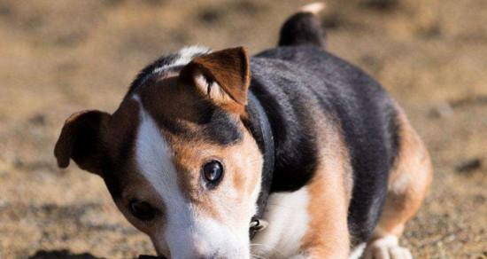 哈利犬的饲养全攻略（了解这1个，让你的哈利犬健康快乐地成长）