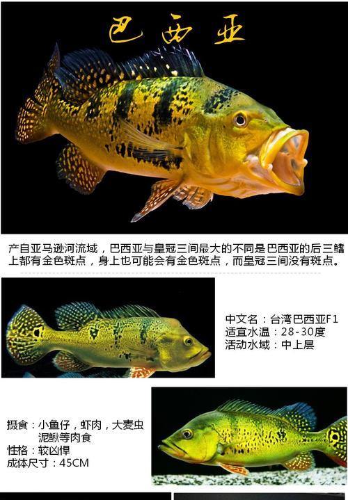以眼斑鲷饲养技巧与方法（养宠物必备，详解以眼斑鲷饲养秘籍）