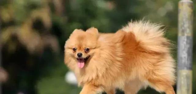 如何科学饲养博美犬（宠爱你的博美犬，让它健康快乐成长）
