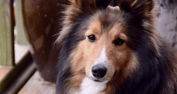 喜乐蒂牧羊犬饲养全攻略（喜乐蒂牧羊犬的特点、食物、训练、健康、毛发护理等详细介绍）