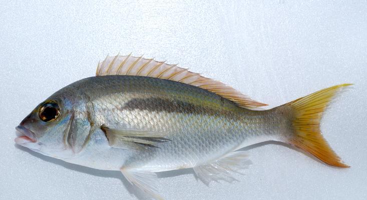 多棘马夫鱼的饲养方法（打造高品质的多棘马夫鱼水族箱）