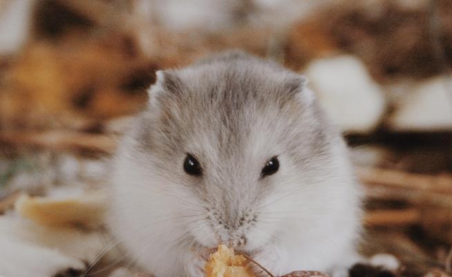 花斑仓鼠的饲养技巧（打造健康、快乐的小宠物生活）