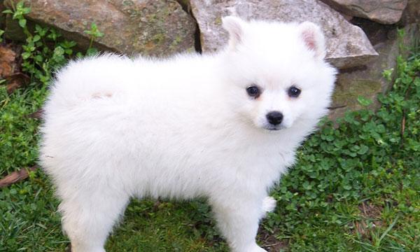 美国爱斯基摩犬的饲养方法（了解爱斯基摩犬的特点和需求）