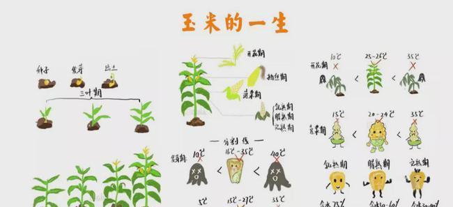 如何饲养棋盘鲫（全面了解棋盘鲫的饲养方法）