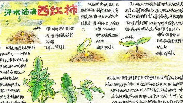 比华伦兔的饲养指南（打造幸福健康的宠物生活）