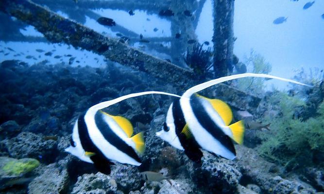 四带马夫鱼的饲养方法（打造理想的水族箱环境，让四带马夫鱼健康成长）