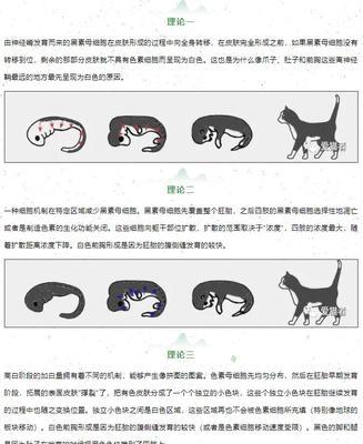 以斯芬克斯猫的饲养指南（掌握这些技巧，让你的以斯芬克斯猫更健康、快乐）