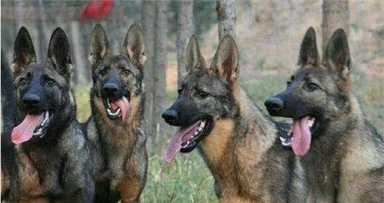 中国昆明犬的全面养护指南（打造健康快乐的昆明犬生活）
