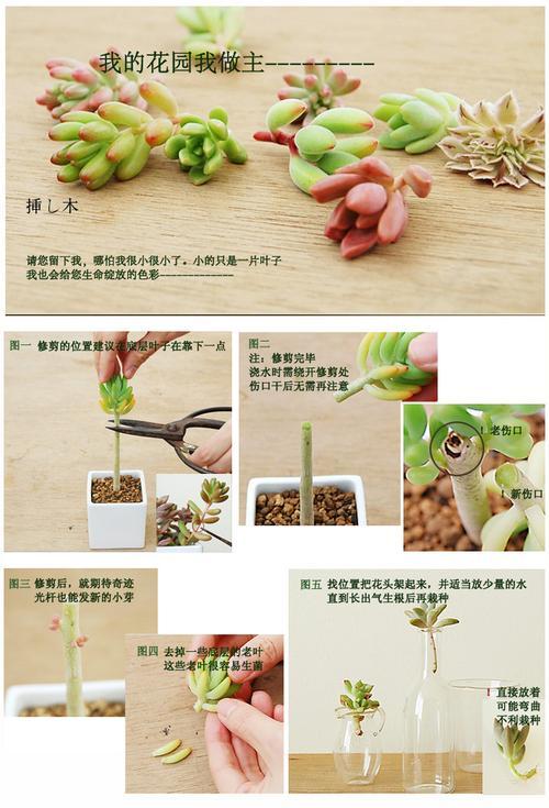 伯格海角陆龟的饲养方法（如何打造健康快乐的伯格海角陆龟生活环境）