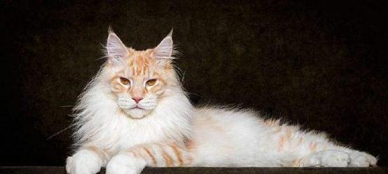 如何正确饲养缅因猫（让你的宠物健康快乐生活）