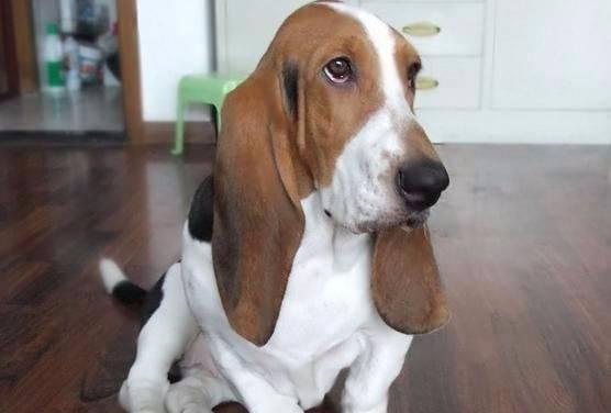 如何饲养健康快乐的以巴吉度猎犬（以宠物为主的完美生活）