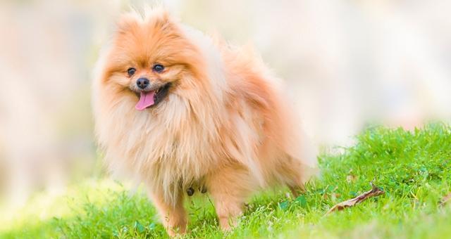博美犬的饲养方法（养博美犬需要注意的15个事项）