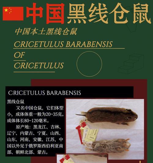 黑线鼠的饲养技巧（打造温馨小家，养护黑线鼠）
