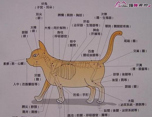 德州地鼠龟的饲养方法（详细介绍如何做好德州地鼠龟的饲养）
