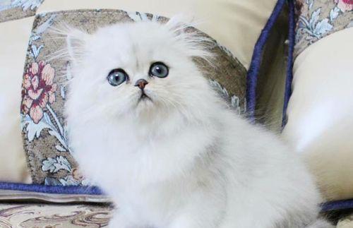 金吉拉猫的饲养全攻略（打造温馨幸福的宠物家庭生活）