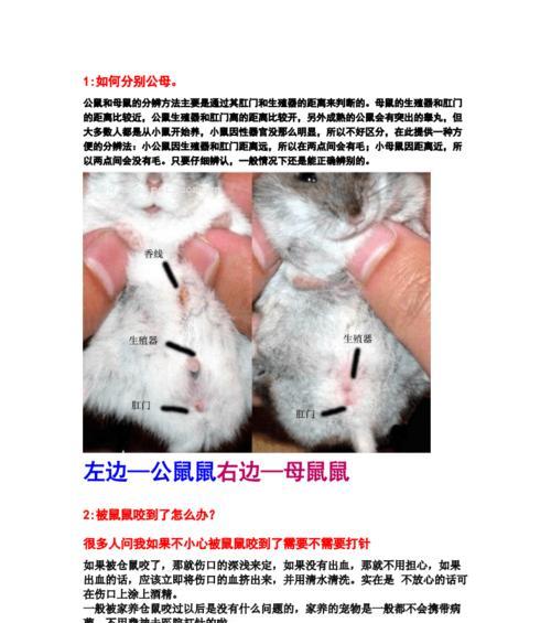 狮子头兔的饲养方法（如何养护健康可爱的狮子头兔）