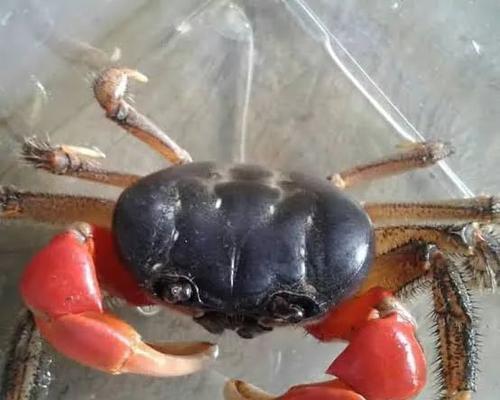 毛足鼯鼠的饲养方法（从营养、环境到行为，全面掌握）
