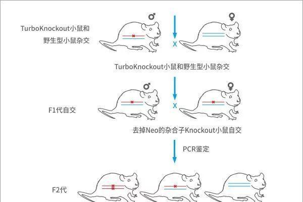 大鼠饲养方法详解（以宠物为主，让你的小鼠健康生长）