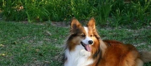喜乐蒂牧羊犬的饲养全攻略（如何照顾一只健康快乐的喜乐蒂牧羊犬）