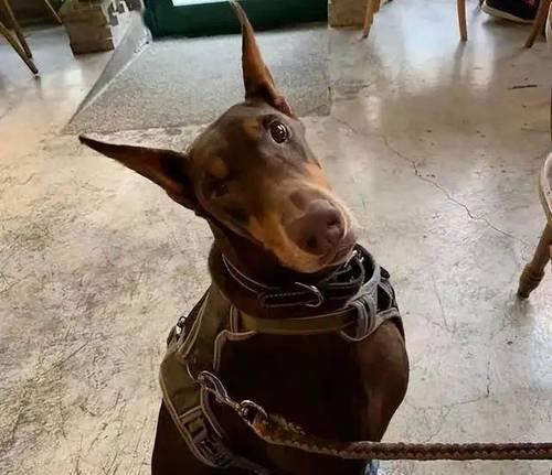艾分杜宾犬的饲养方法（科学饲养，让它健康成长）
