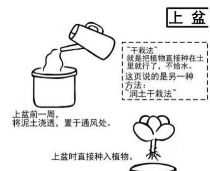 如何科学地饲养棋盘鲫（从选择、饲料、水质到疾病预防全方位指导）