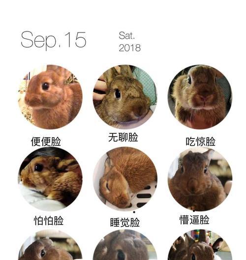 小兔猼饲养全指南（从喂食到饲养环境，打造健康快乐的小兔猼生活）