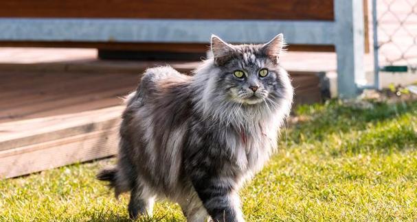 缅因猫的饲养全指南（如何养好你的缅因猫，教你从喂养到训练）