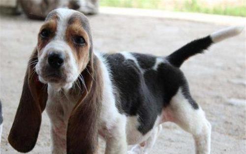 巴吉度猎犬的饲养全攻略（如何成为一位负责任的巴吉度猎犬饲主）