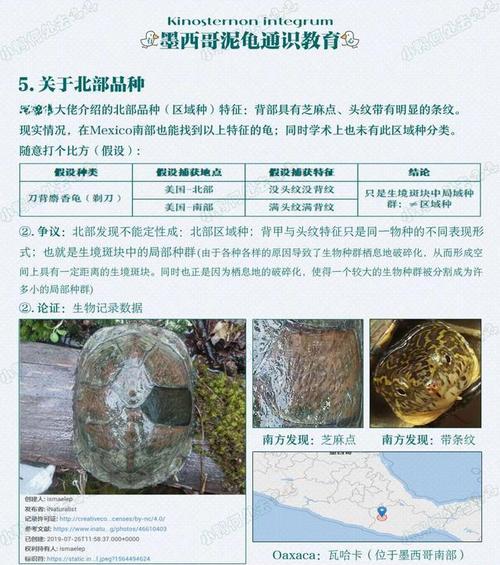 全面了解虎鲶的饲养方法（科学饲养让虎鲶健康成长）
