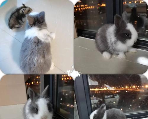 小兔猼的饲养方法（专业指导让你的小兔猼健康成长）