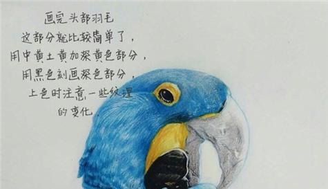 彩绘锥尾鹦鹉的饲养方法（了解彩绘锥尾鹦鹉的养殖技巧，让它健康快乐成长）