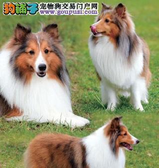 喜乐蒂牧羊犬饲养方法详解（专属于牧羊的忠诚伴侣）