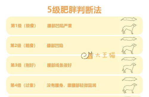 虎鲶饲养全攻略（营养、水质、饲料等关键要点）