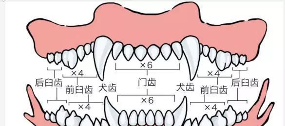 如何科学饲养美国旗鱼（以提高鱼类生产效益为目的）