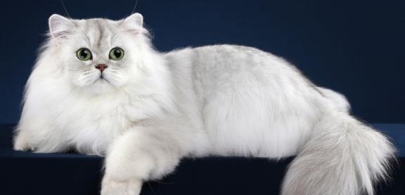 金吉拉猫的饲养全攻略（了解金吉拉猫的习性，让它健康成长）