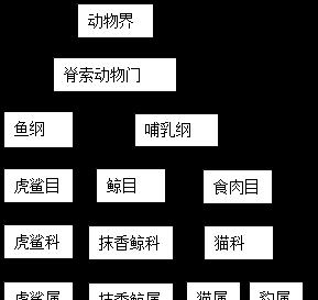 银鲨饲养指南（了解银鲨的特点与饲养要点，让你的宠物健康快乐）