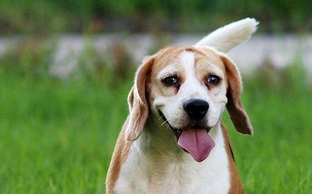 哈利犬饲养全攻略（从喂养到训练，打造健康快乐的哈利宠物生活）