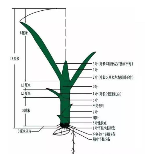 繁育镰蝴蝶鱼的关键（详细饲养方法及注意事项）