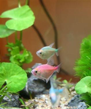 如何科学饲养黑裙鱼？（从水质管理到饲料选择，让你轻松养出健康的黑裙鱼！）