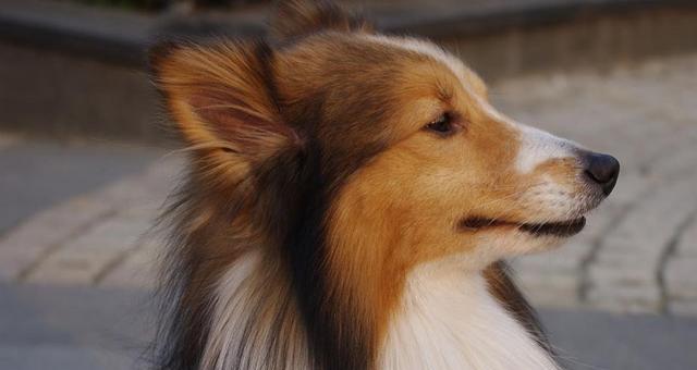 如何正确饲养喜乐蒂牧羊犬（喜乐蒂牧羊犬饲养需要注意的关键点）
