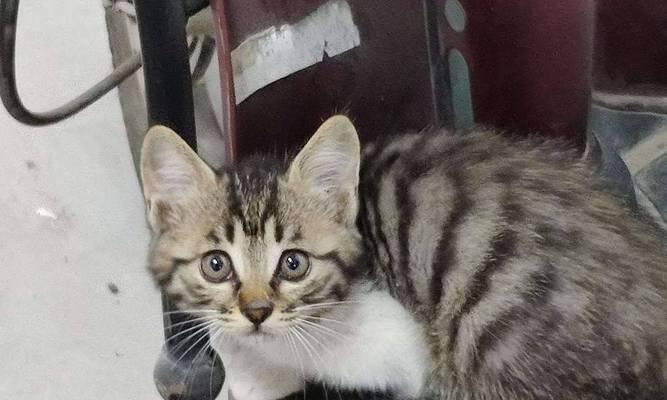 中国狸花猫的饲养方法（打造健康快乐的毛球生活）