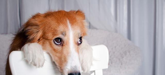 如何激发宠物狗狗的运动兴趣（让你的爱犬拥有健康的生活方式）