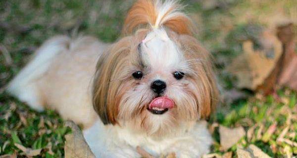 如何做好西施犬的护理（让宠物健康快乐的生活）