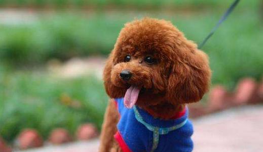 养泰迪犬的注意事项（关于泰迪犬的健康、食物、运动和训练的重要性）