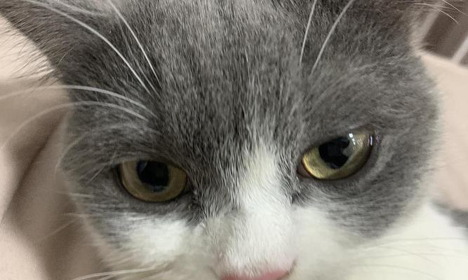 贵宾眼屎清理攻略（让你的爱宠远离眼部疾病，）