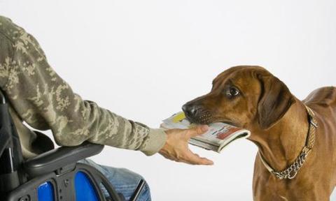 以十看就知犬病，如何守护宠物健康（十种犬病症状解析，防患于未然）