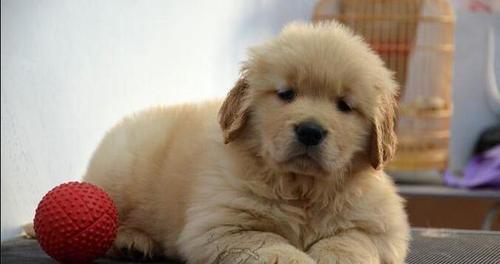 如何为金毛幼犬进行驱虫（以宠物健康为重，这些你必须知道）