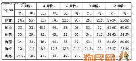 金毛犬断奶时间合适吗？（以宠物为主，详解金毛犬断奶的适宜时间）